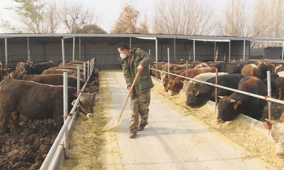 乌苏市：全力做好饲草料储备工作 确保牲畜安全越冬渡春