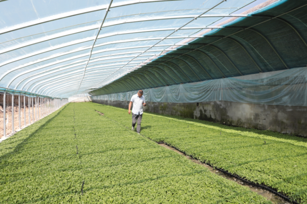 乌苏市：机械化移栽按下番茄种植“加速键”