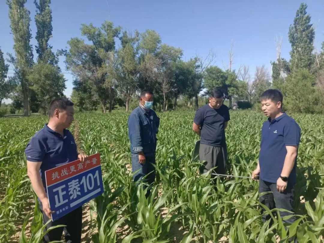 5.裕民农技专家深入田间地头进行指导.jpg