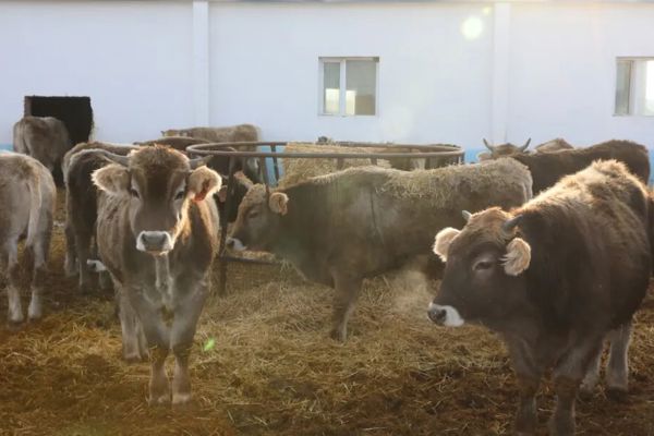 日新月异看塔城｜塔城现代畜牧业构建全产业链发展新生态