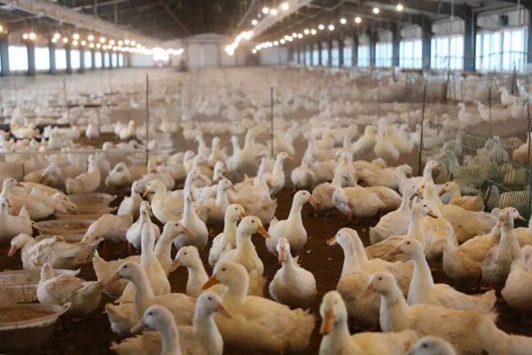 日新月异看塔城｜托里县：肉鸭“孵出”全产业链