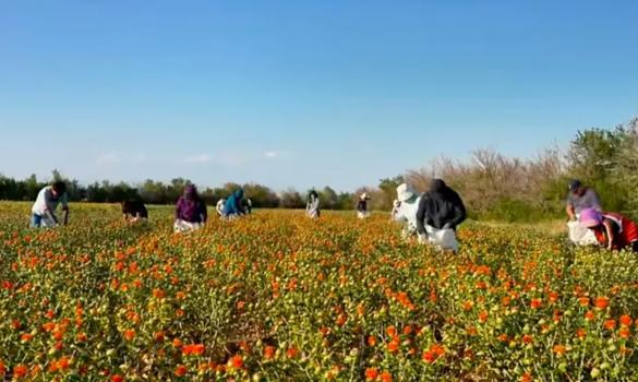 回眸塔城2025 | 裕民县：“一花一羊”富裕民间