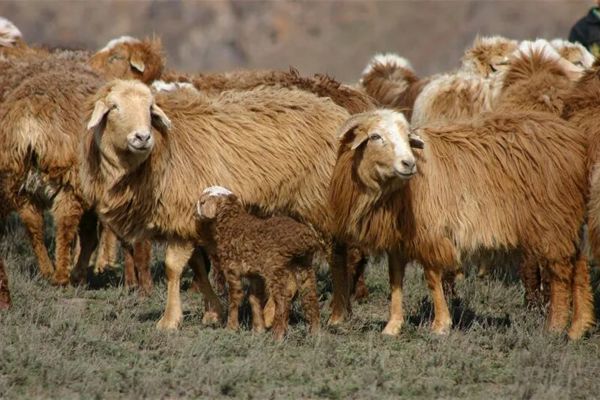 油画塔城·看措施 | 巴什拜羊入选国家级遗传资源名录 裕民县“羊产业”凭双牌闯出增收路