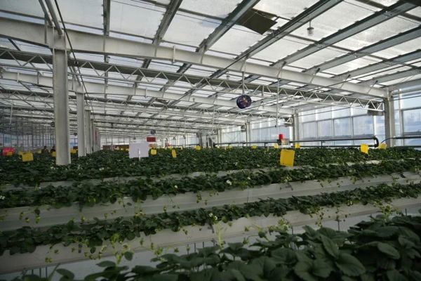 新春走基层丨塔城大棚里的“共生密码” 智慧农业种出丰收年