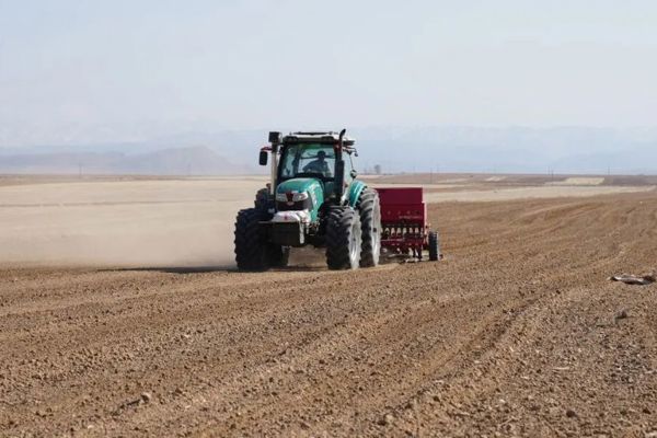 裕民县13万亩红花进入集中播种期