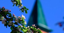 油画塔城·春色满园 | 繁花入画 花香满城