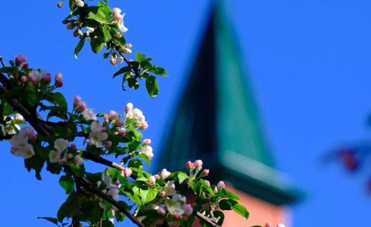 油画塔城·春色满园 | 繁花入画 花香满城