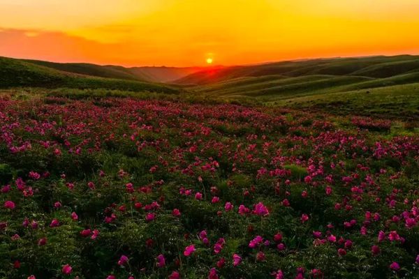 油画塔城·花海烂漫 | 巴尔鲁克山野生芍药花美到窒息