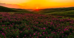 油画塔城·花海烂漫 | 巴尔鲁克山野生芍药花美到窒息