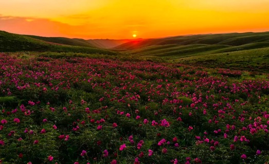 油画塔城·花海烂漫 | 巴尔鲁克山野生芍药花美到窒息