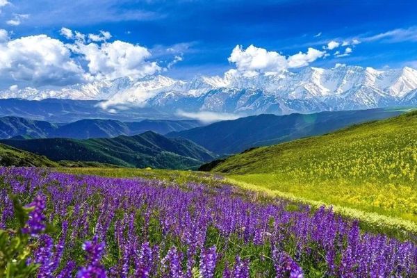2026“油画塔城”旅游文化艺术季 | 巴尔鲁克的风~吹来漫山遍野花芬芳
