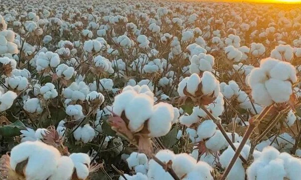 乡村振兴 | 棉田“丰”景正好 乌苏市170万亩棉花采收按下“加速键”