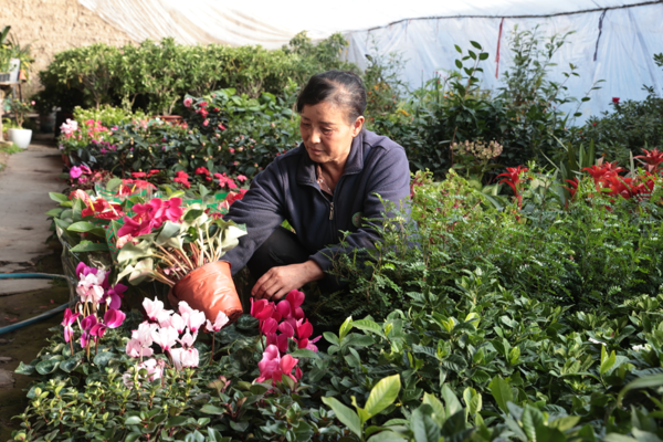 乡村振兴 | 特色种植多点开花 产业赋能乡村振兴